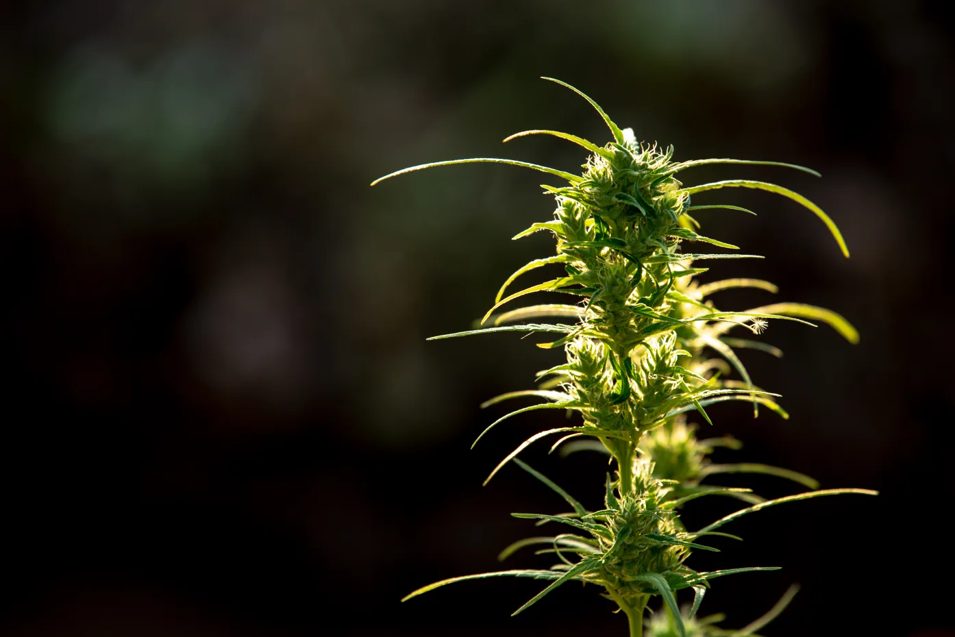 Cannabisblüte in Nahaufnahme