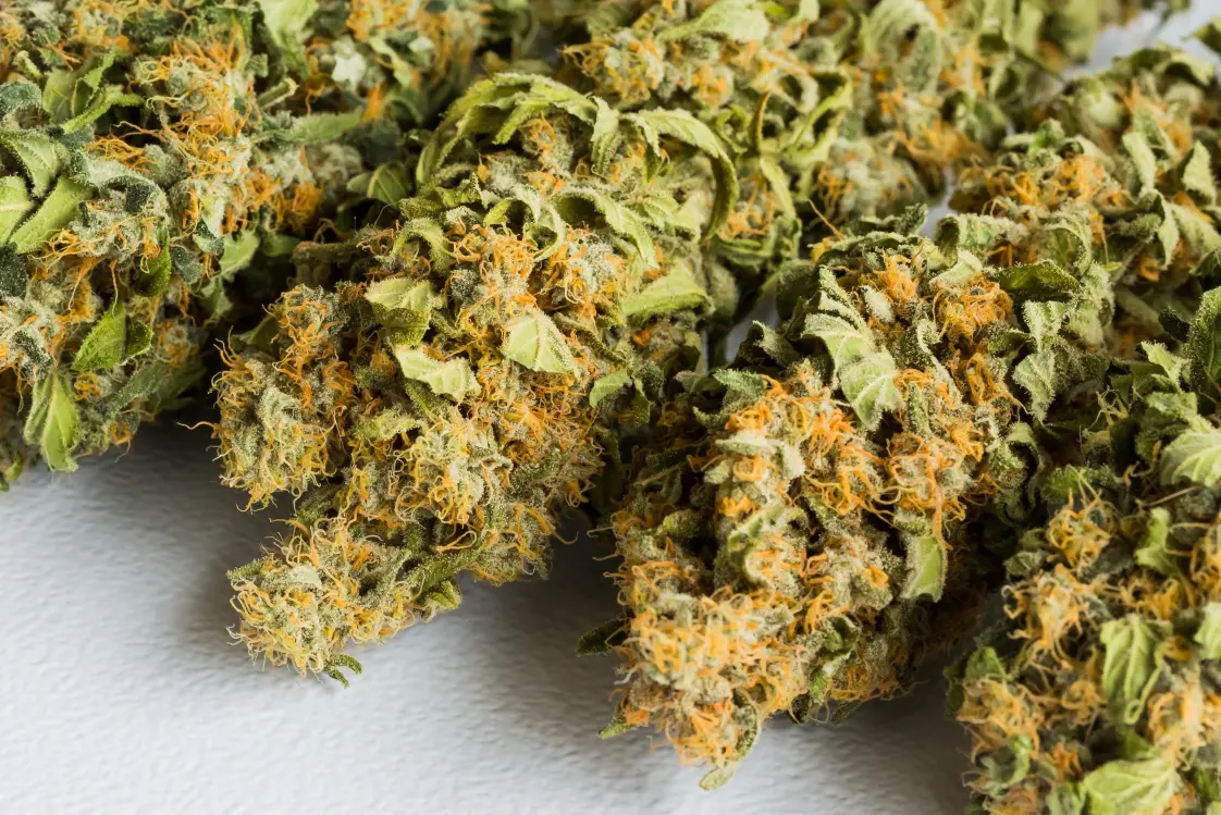 Cannabisblüte in Nahaufnahme