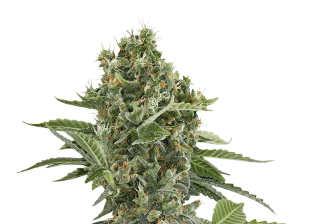 Blütenstand der Sorte Sour Diesel