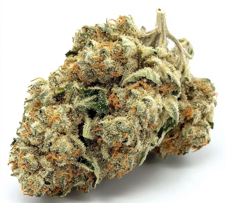 Blütenstand der Sorte Jack Herer